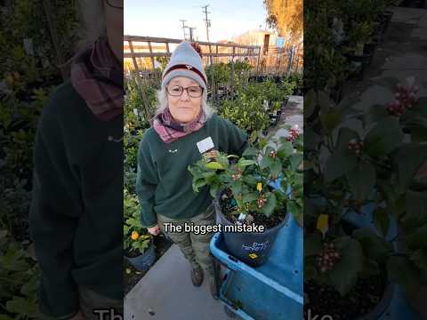 Vídeo: Dicas sobre os requisitos de água para árvores cítricas - jardinagem know how
