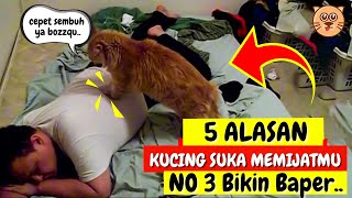 5 ALASAN KUCING SUKA MEMIJAT !! Mengapa Kucing Suka Memijat Majikannya Yang Sedang sakit #puspusmiaw
