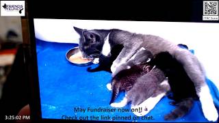 Cute Update on Philomena and her Babies 05-06-2026  Friends of Felines Rescue Center (FFRC)