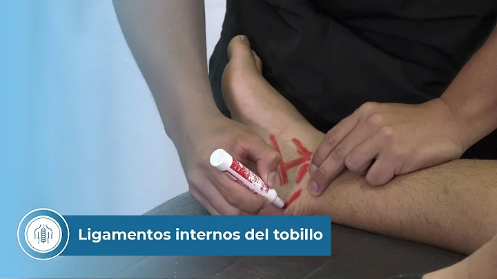 Ligamentos internos del tobillo