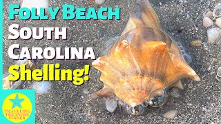 South Carolina's Folly Beach shelling! | So many live shells!