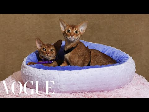 141st Westminster Kennel Club Dog Show | Vogue