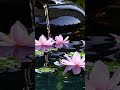 Relaxing Music Relieves Stress 🌿🐬 #relaxing #relaxingmusic #meditationmusic