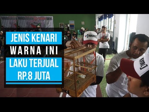 JENIS JENIS KENARI  Doovi