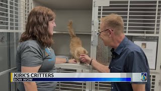 Kirk's Critters: Bow Wow