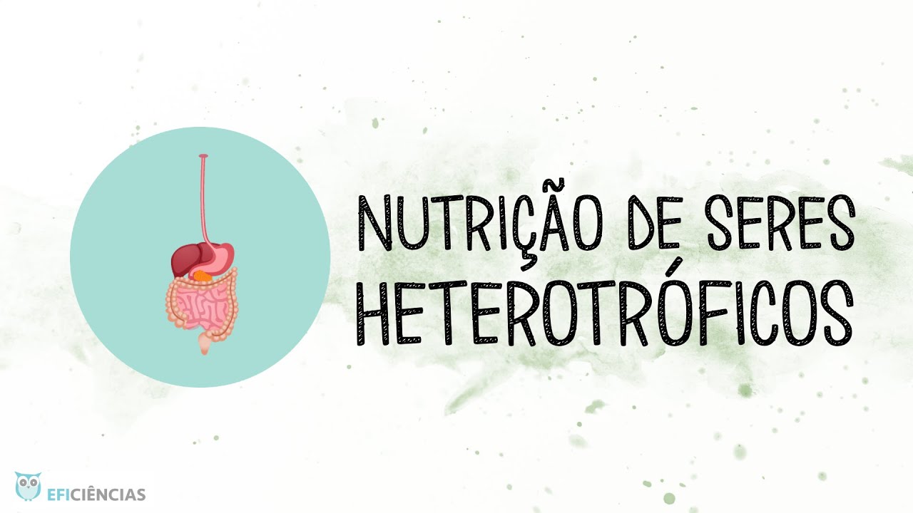Nutrição dos seres heterotróficos - Biologia e Geologia 10ºano - YouTube
