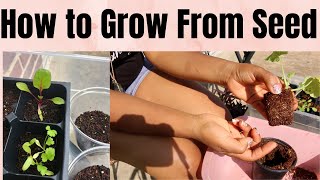 Growing Food from Seed| Easy Beginner Guide| Step by Step| Dollar Tree Seeds| StayForeverTrue