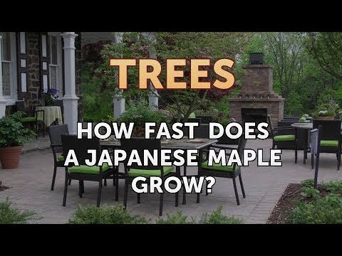 Video: Black Maple (16 Photos): Description Of A Maple With Black Leaves, Its Cultivation. Is It Growing In Russia?