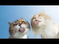 Funny cat compilation