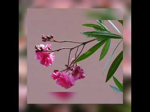 Video: Өрөөндүн лилия гүлү уулуу өсүмдүк эмеспи