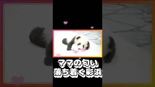 【彩浜】 ママの匂いでスヤスヤ 【パンダ】 #彩浜 #panda #パンダ #shorts