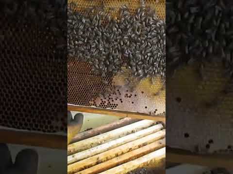 Видео: Реакции и лечение на пчелите за кучета
