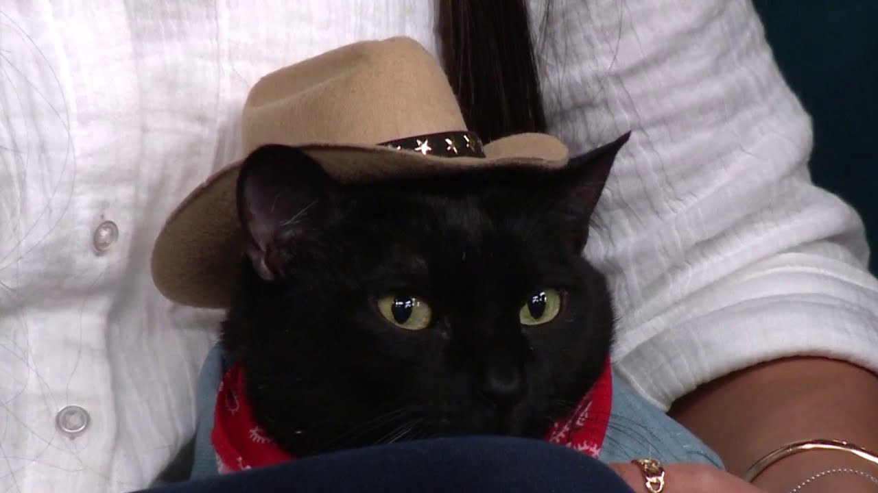 Happy National Cat Health Month | Wellness tips every cat owner should know