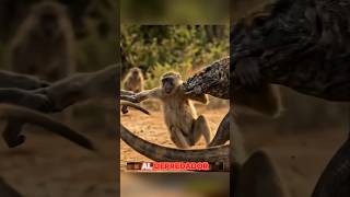 Dragon de Comodo vs Primates #animals