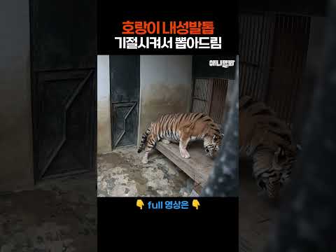 호랑이 내성발톱 기절시켜서 뽑아드림 #애니멀봐 #shorts
