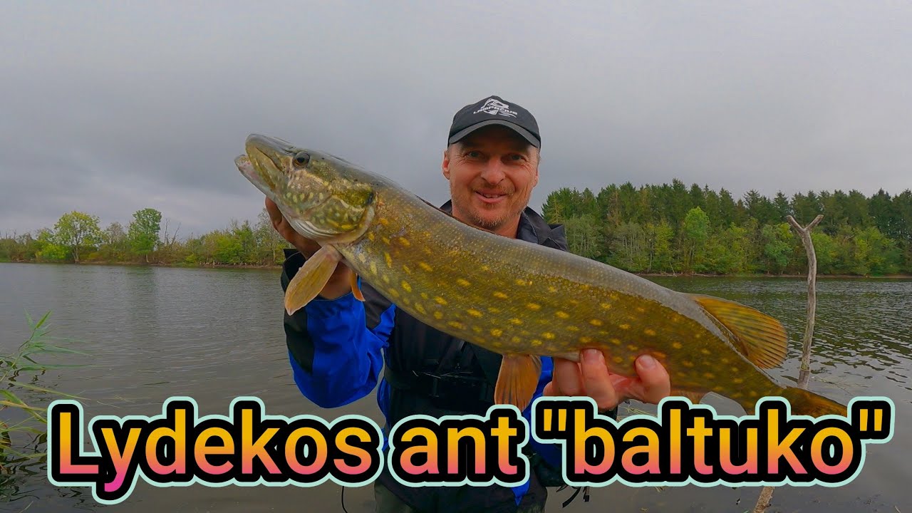 Gaudau lydekas tvenkinyje nuo kranto. ''BALTUKAS'' jas varė iš proto! Lydekų žvejyba rudeni