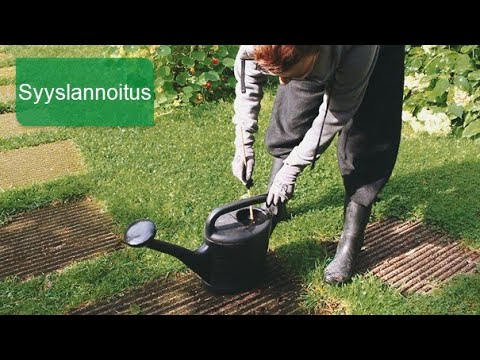 Video: Syyslannoite ruusuille: milloin ja miten levitetään. Ruusunhoito syksyllä, valmistautuminen talveen