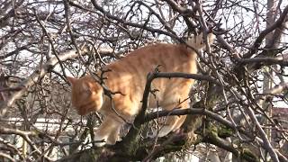 Любимец нашего двора-рыжий кот ЁЛДАШ.Солнечный защитник Любимец нашего двора-рыжий кот ЁЛДАШ.Солнечный защитник