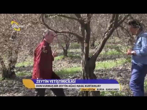 Zirai Eğitim/Zeytin Ağacı