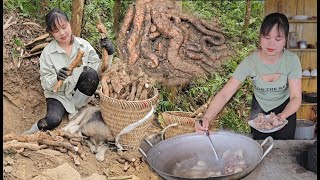 Harvesting wild cassava and how to prepare it for eating and selling
