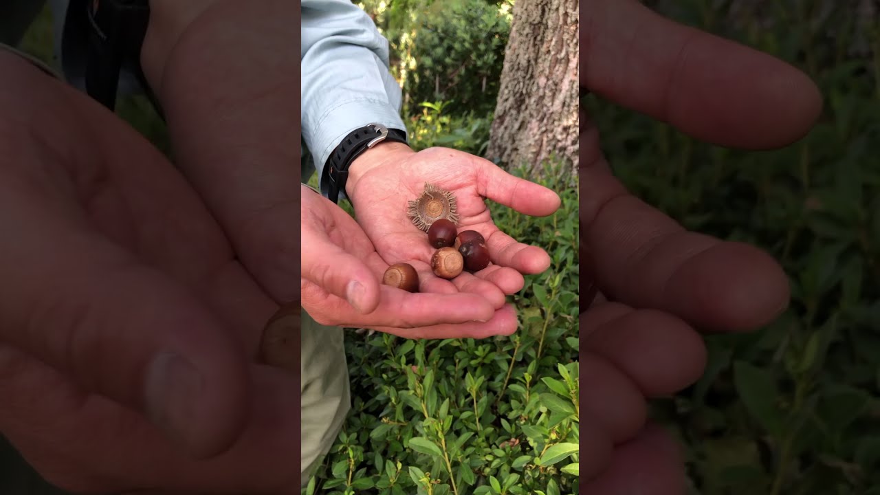 Vol. 13: An Introduction to the Sawtooth Oak - YouTube