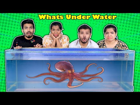 Extreme What's Under Water Challenge | Hungry Birds