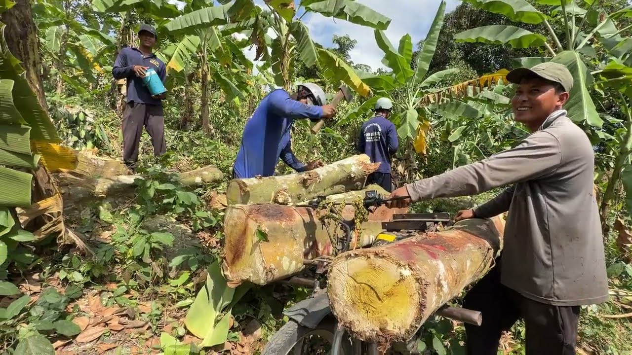 xe tự chế chở cây đường dốc núi nhìn tóc cả tim # mientaytv 