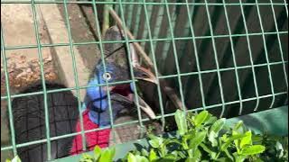 An excited cassowary.