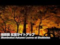 縮景園 紅葉ライトアップ GoPro Nightlapse / Illuminated Autumn Leaves at Shukkeien