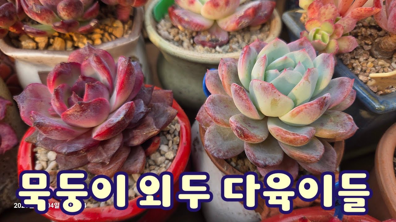 외두 다육이들 분갈이해요 ~ 봄 분갈이  너무힐링되요 💕 #다육이 #다육식물 #succulent 
