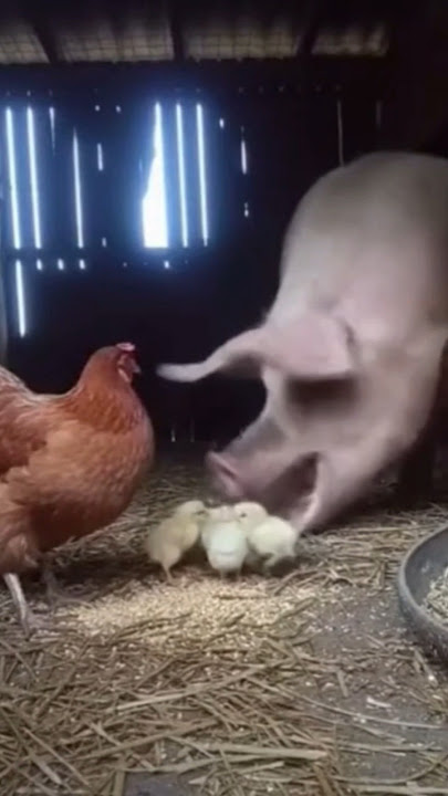 I knew it was omnivore, but... #animals #funny #wildlife #chicks