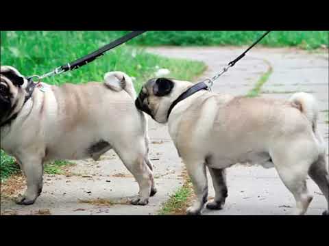 El Celo En Las Pugs