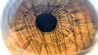 High Definition Macro- Brown Iris Super Close-Up