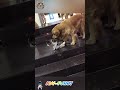 Funny cute friends cat and dog
