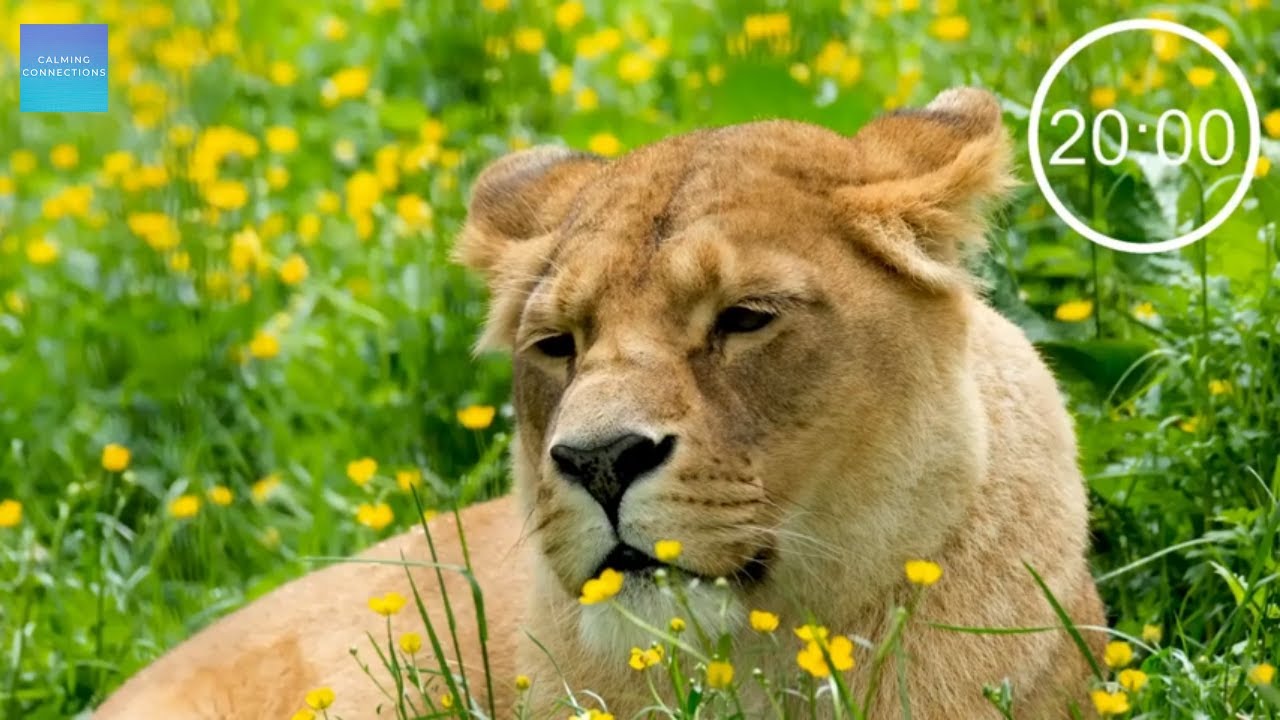 20 Minute Countdown Timer With Upbeat Music - Lions - ⏰ 20 minute timer ...