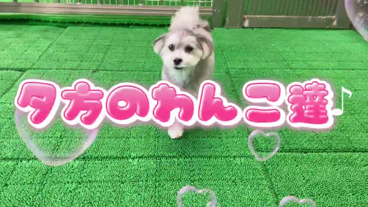 わんこ 20260408 ダックペットサービス 夕方のわんこ達 - YouTube