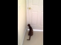 Cat opening door Ocicat の動画、YouTube動画。