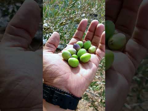 فيديو موسم قطف الزيتون في فلسطين نابلس