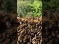 Dowód, że nie ma zamierania czerwiu po kwasie mrówkowym #bee #beekeeping