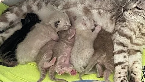 Video 4518821: bengal kitten born, snow bengal kitten, brown bengal kitten, adorable bengal kittens