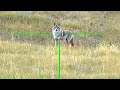 Alpha Male Coyote Gets DROPPED!! | 6MM ARC SUPPRESSED | PREDATOR HUNTING #shorts #hunting