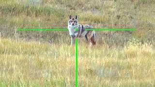 Alpha Male Coyote Gets DROPPED!! | 6MM ARC SUPPRESSED | PREDATOR HUNTING #shorts #hunting