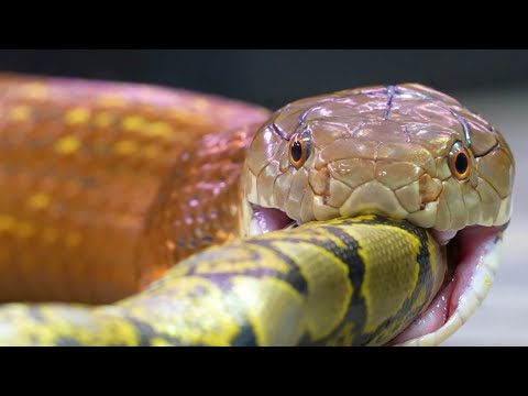 Ten Tenning yalangoch rasmlari