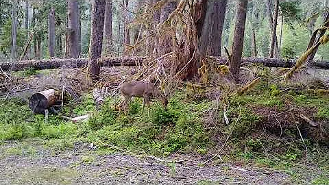 Carbon Glacier 2020 Deer Encounter