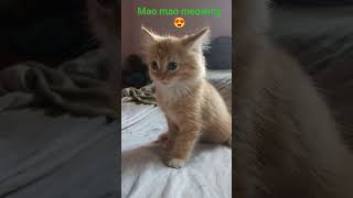 mao mao meowing cat cute puppy 😁😍🥰 love #kitten #cat #cute #meow 😘😙