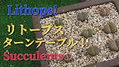 多肉植物 リトープスを植え替え Haworthia Succulent Plant Lithops How To Grow ハオルチア ビザールプランツ Youtube