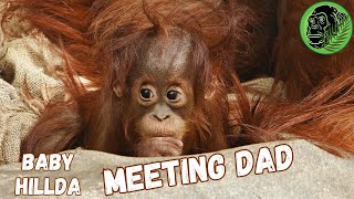 Baby Orangutan Meets Dad