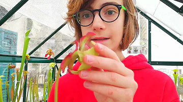 Quando fiorisce la pianta carnivora?