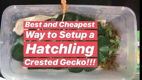 How to Make & Setup a Hatchling Crested Gecko Enclosure