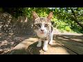 木漏れ日の下で出会った猫ちゃん、優しく撫でたら嬉しそうにゴロゴロ甘えてきた